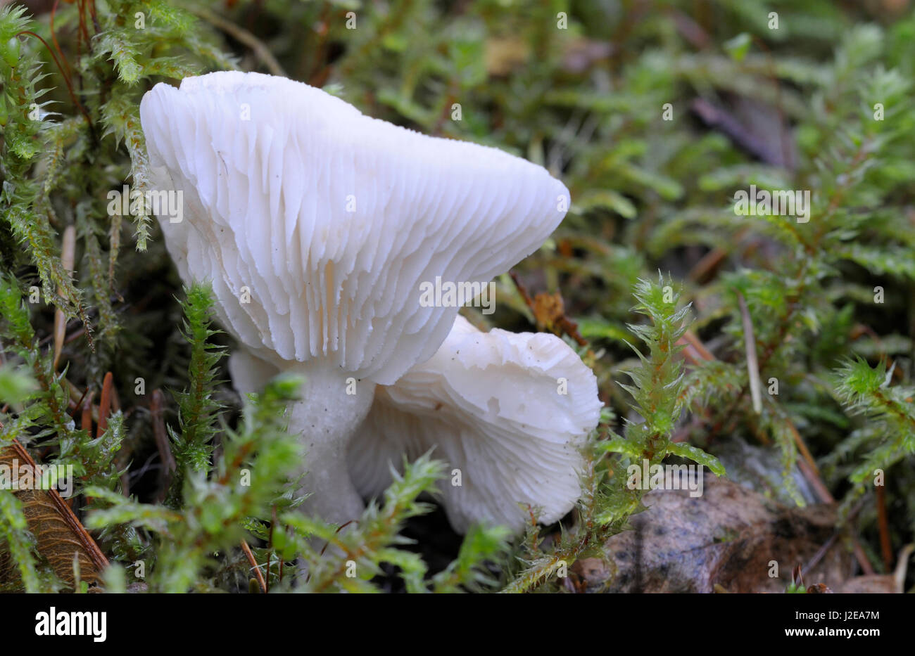 Canada, British Columbia, Vancouver Island. White Chanterelle