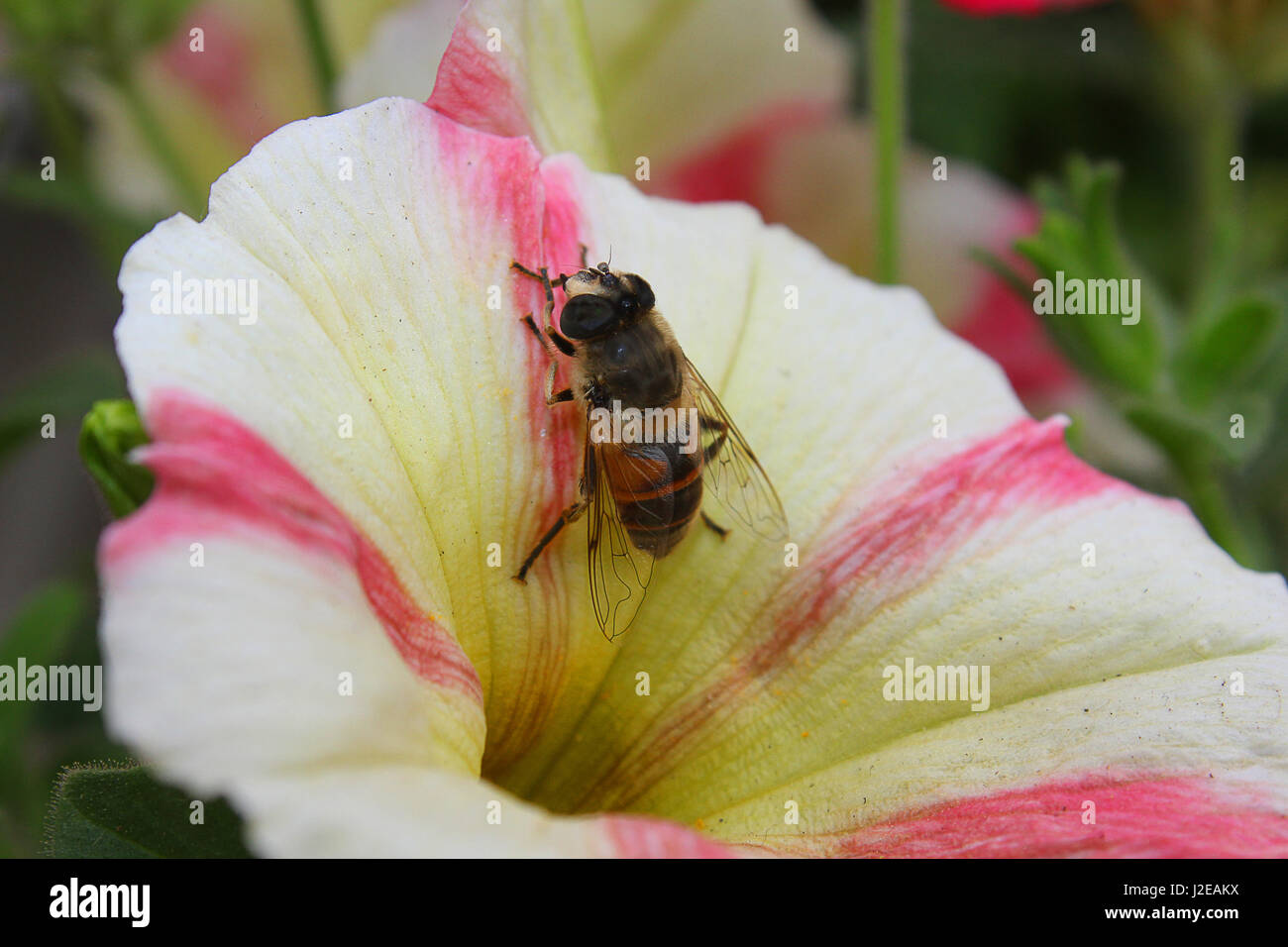a bee on a surfinia flower Stock Photo - Alamy