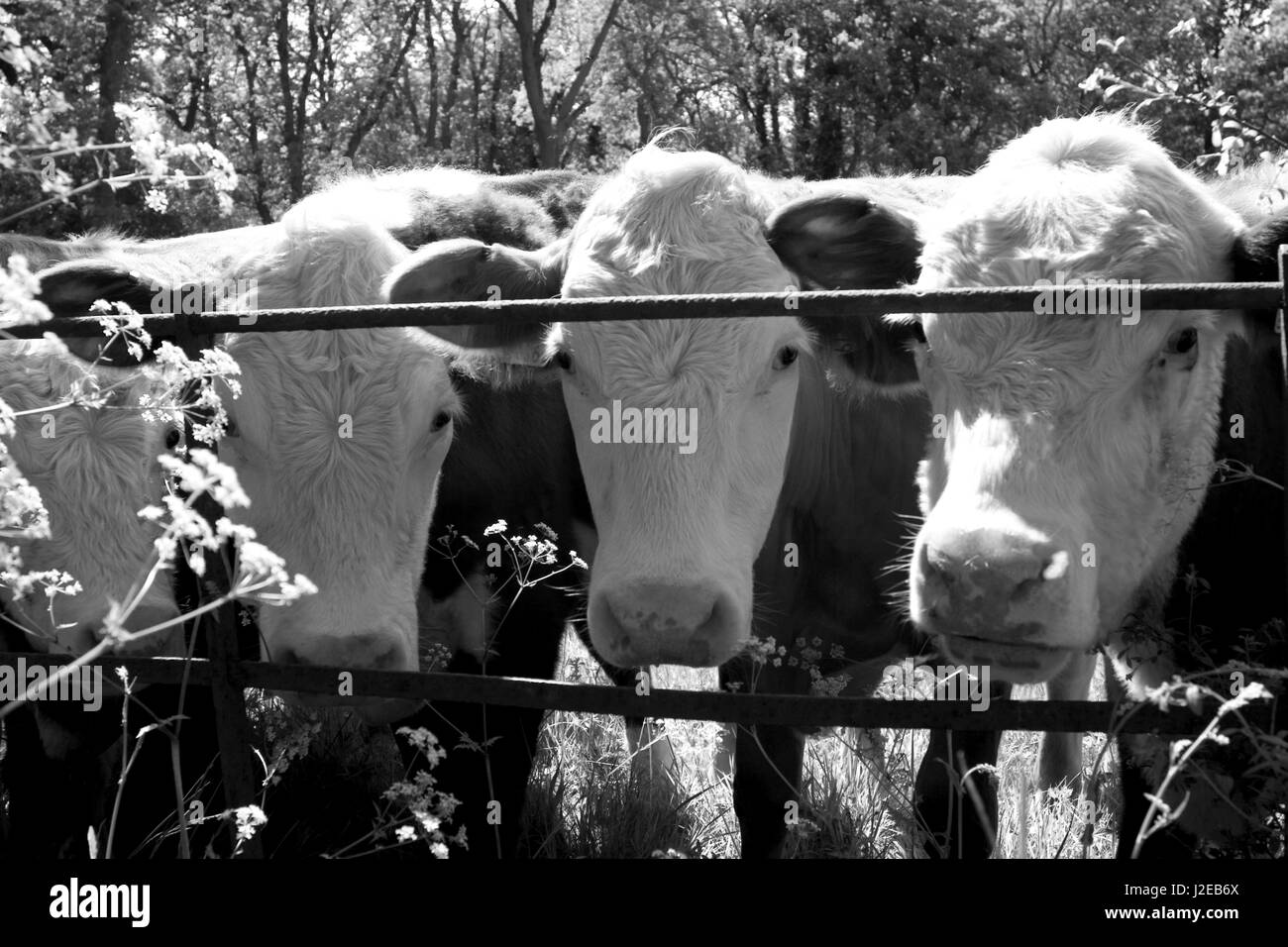 Cows Montbeliarde BosTaurus heads looking through fence,Dunsfold,Surrey. Stock Photo