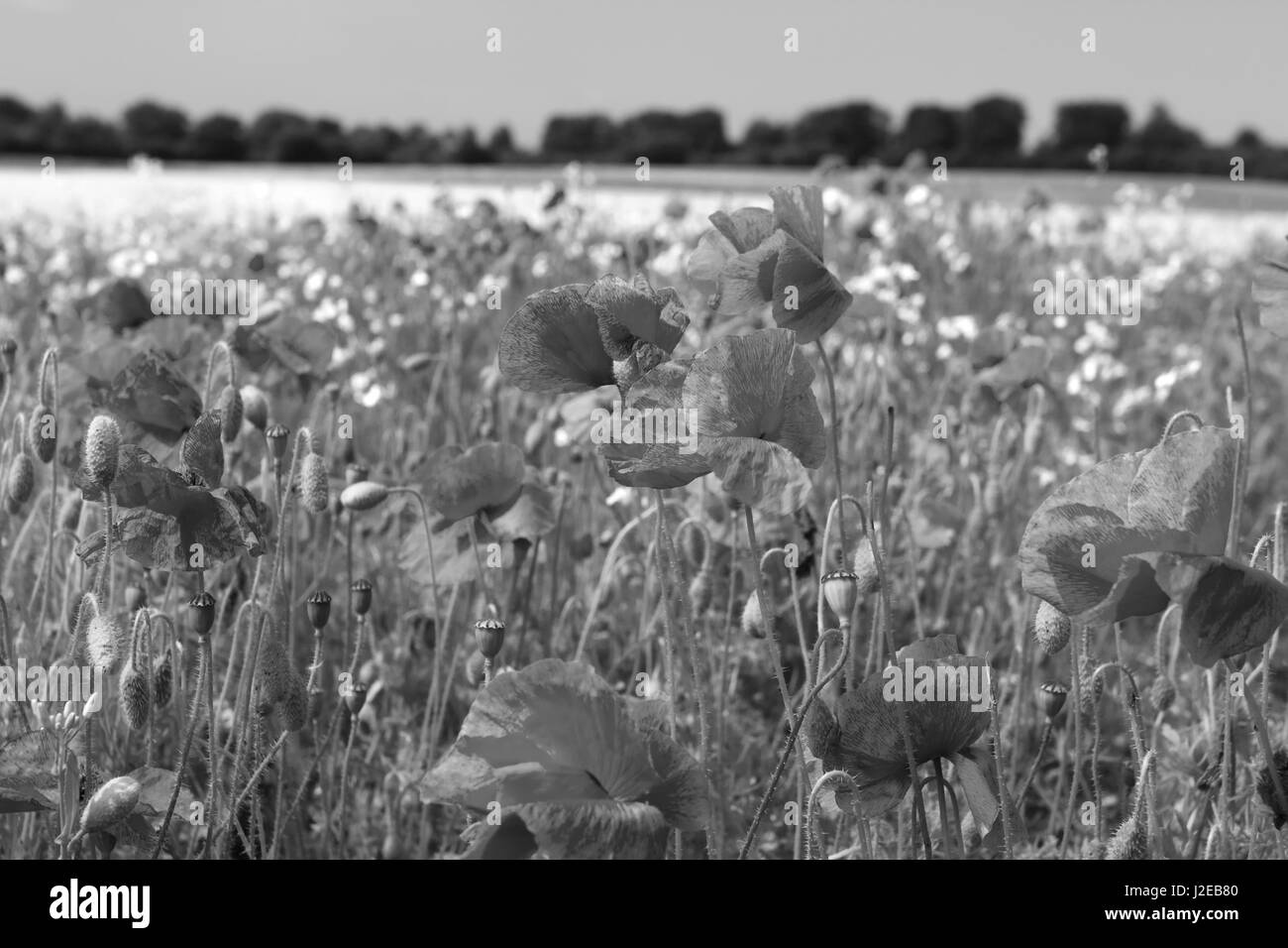 Common poppy Papaver rhoeas Poppy field  against a yellow Rapeseed field Stock Photo