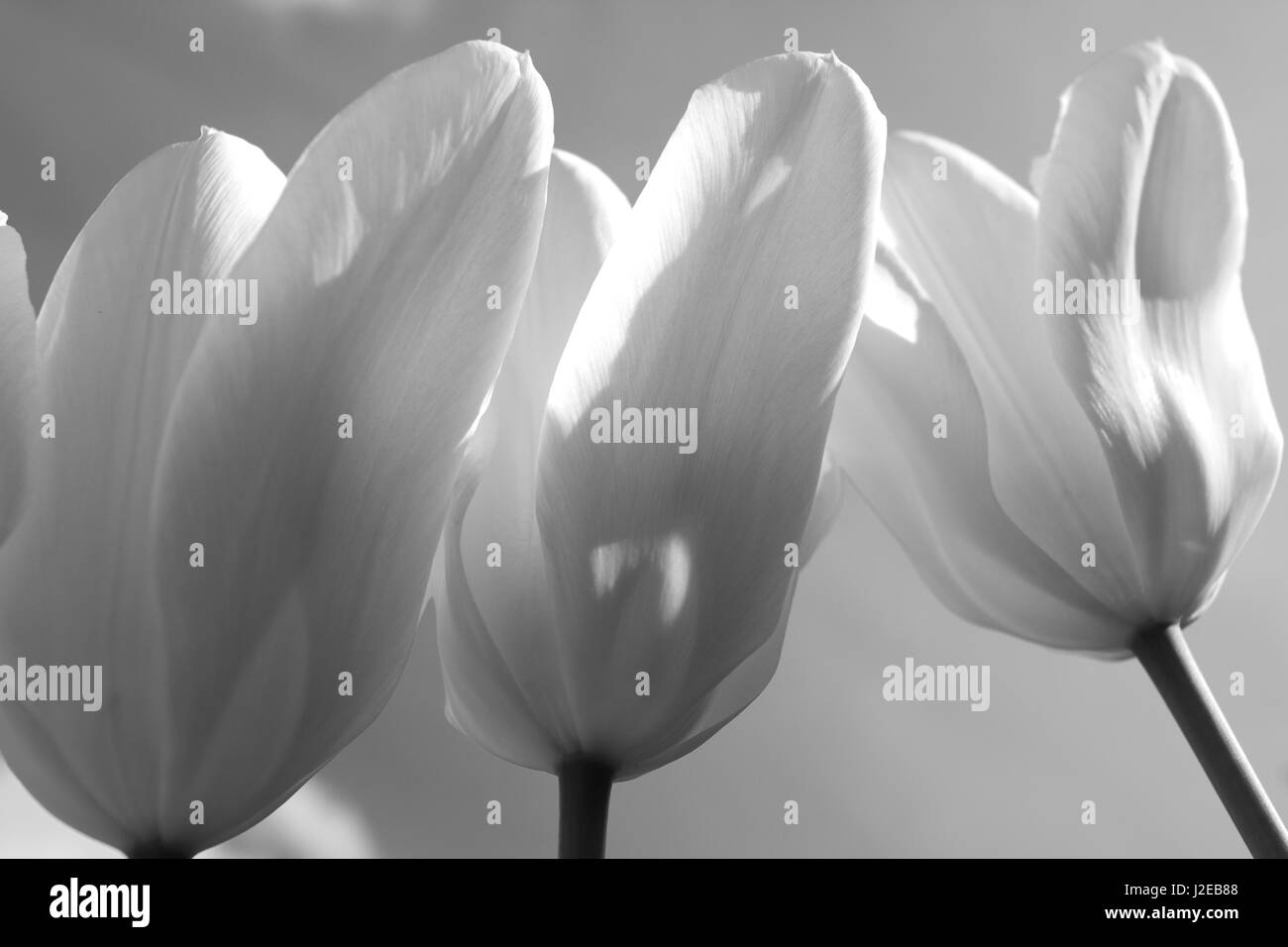 Yellow tulips Tulip bellona against blue sky Stock Photo
