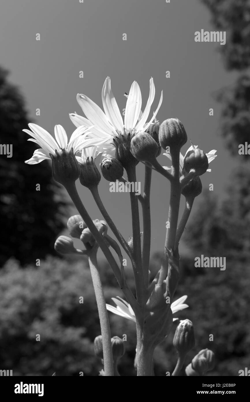 Perennials garden border Black and White Stock Photos & Images - Alamy