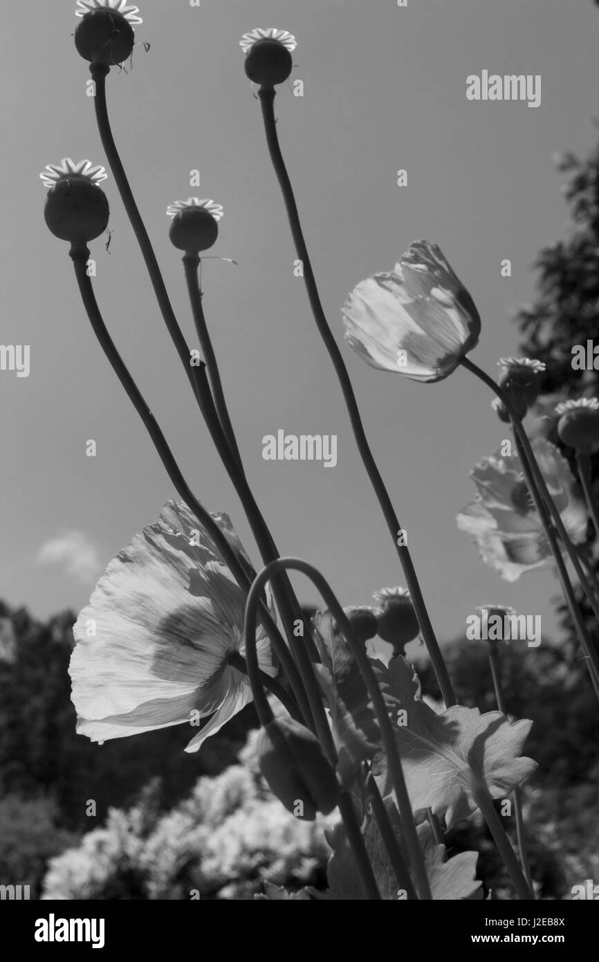 Common poppy plant Black and White Stock Photos & Images - Alamy
