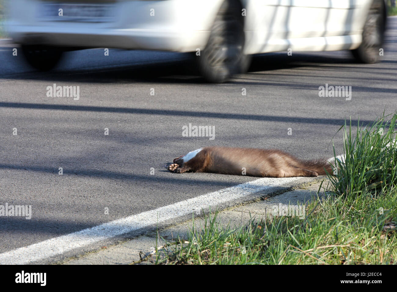run over beech marten at roadside Stock Photo