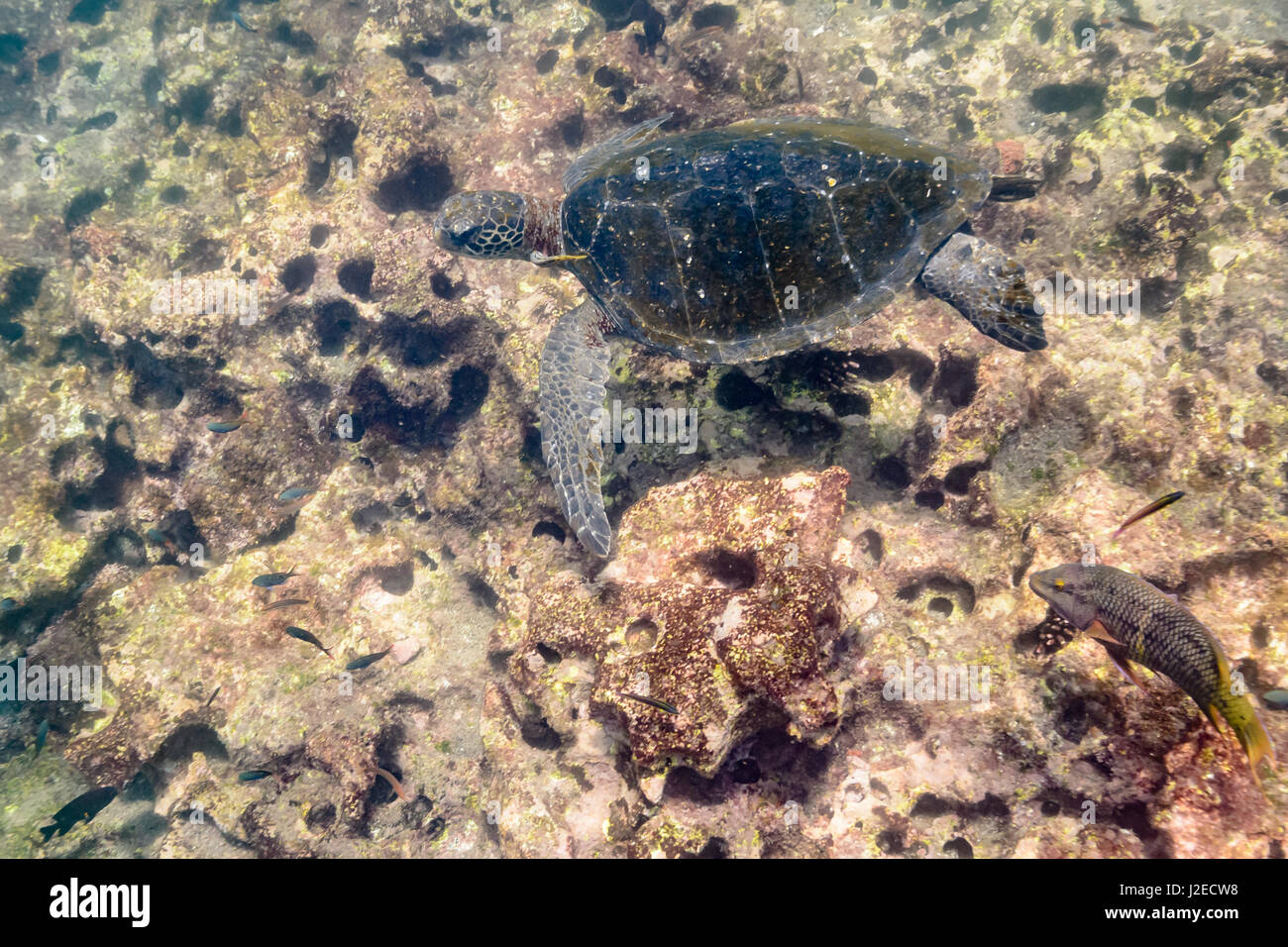 A Green Sea Turtle(Chelonia mydas) swimming underwater while a Mexican hogfish (Bodianus diplotaenia) follows. Galapagos Islands, Ecuador. Stock Photo