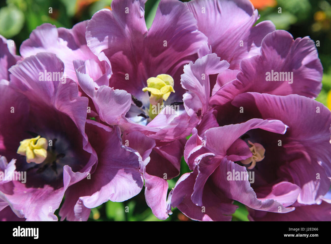 Found within the walled city of Saint Malo in Brittany are these lilac tulips blooming in the public garden. Stock Photo