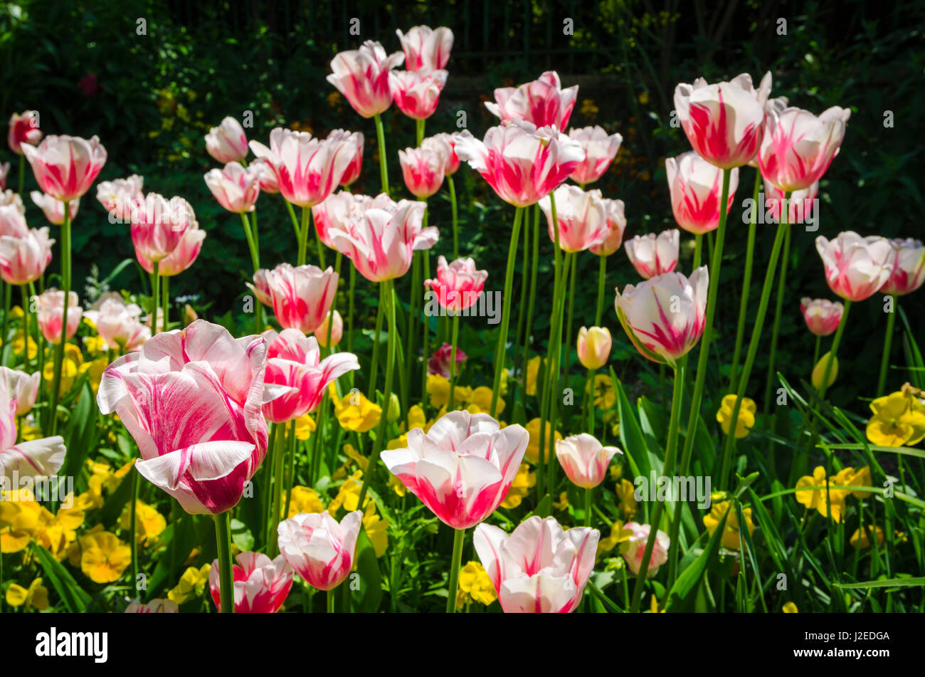 Tulips at Claude Monet house and gardens, Giverny, France Stock Photo