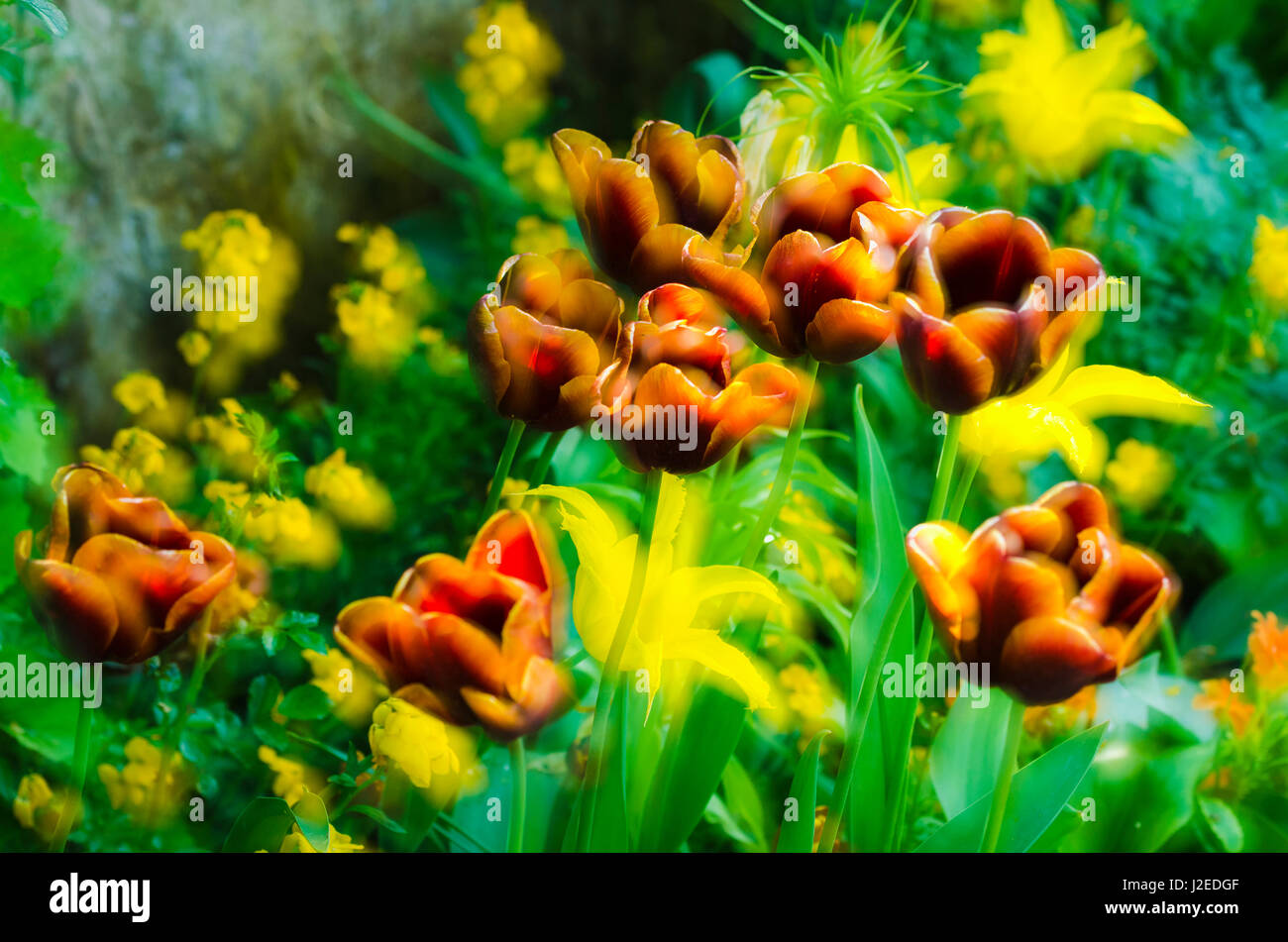 Tulips at Claude Monet house and gardens, Giverny, France Stock Photo