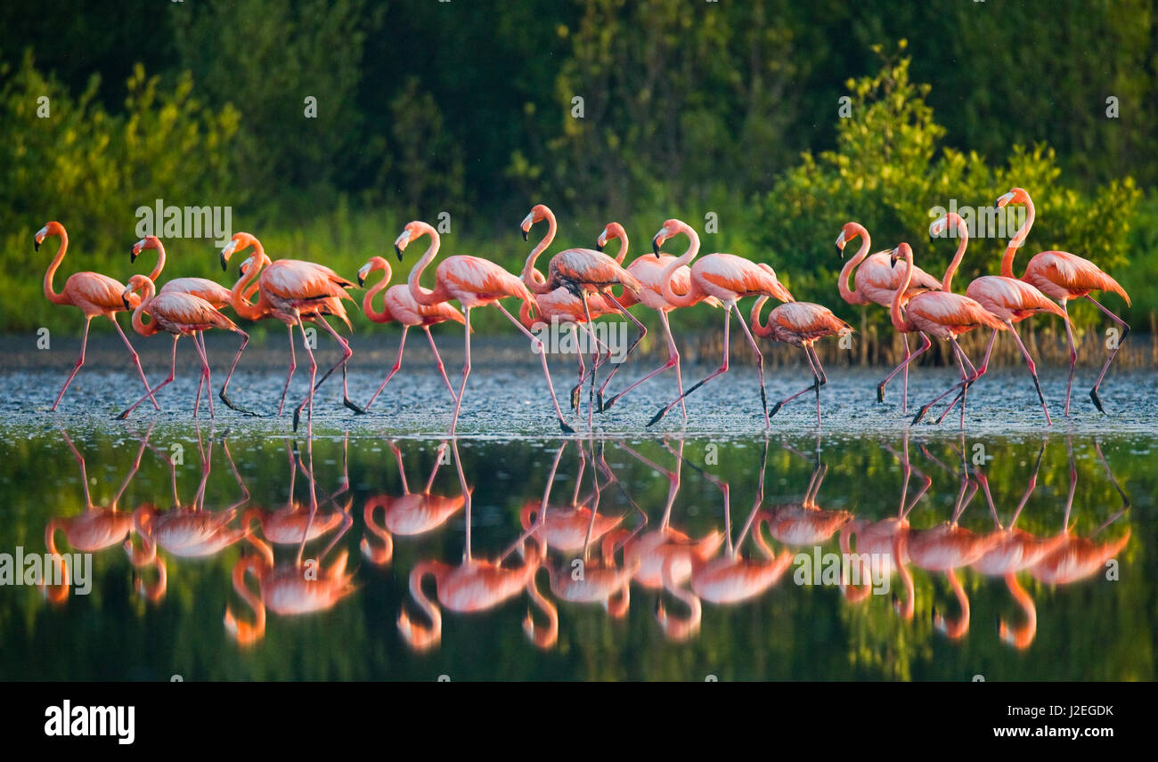 Caribbean flamingo standing in water with reflection. Cuba. Stock Photo