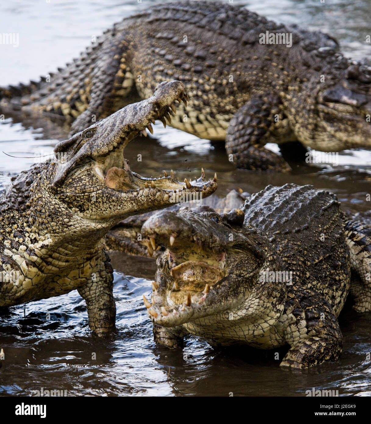 The Cuban crocodile jumps out of the water. A rare photograph. Cuba. An excellent illustration. Unusual angle. Stock Photo