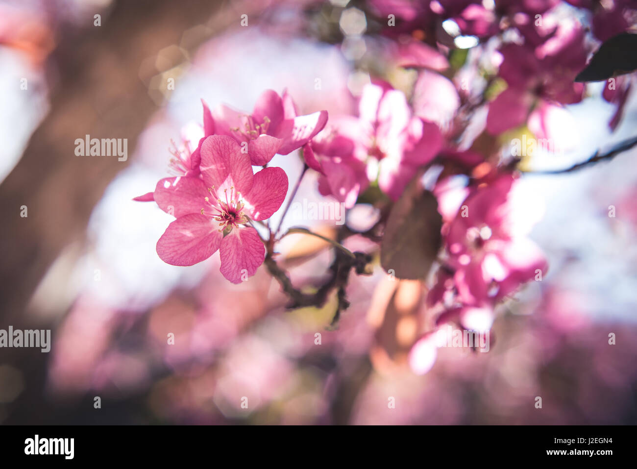 Colorful spring flowers in bloom Stock Photo - Alamy