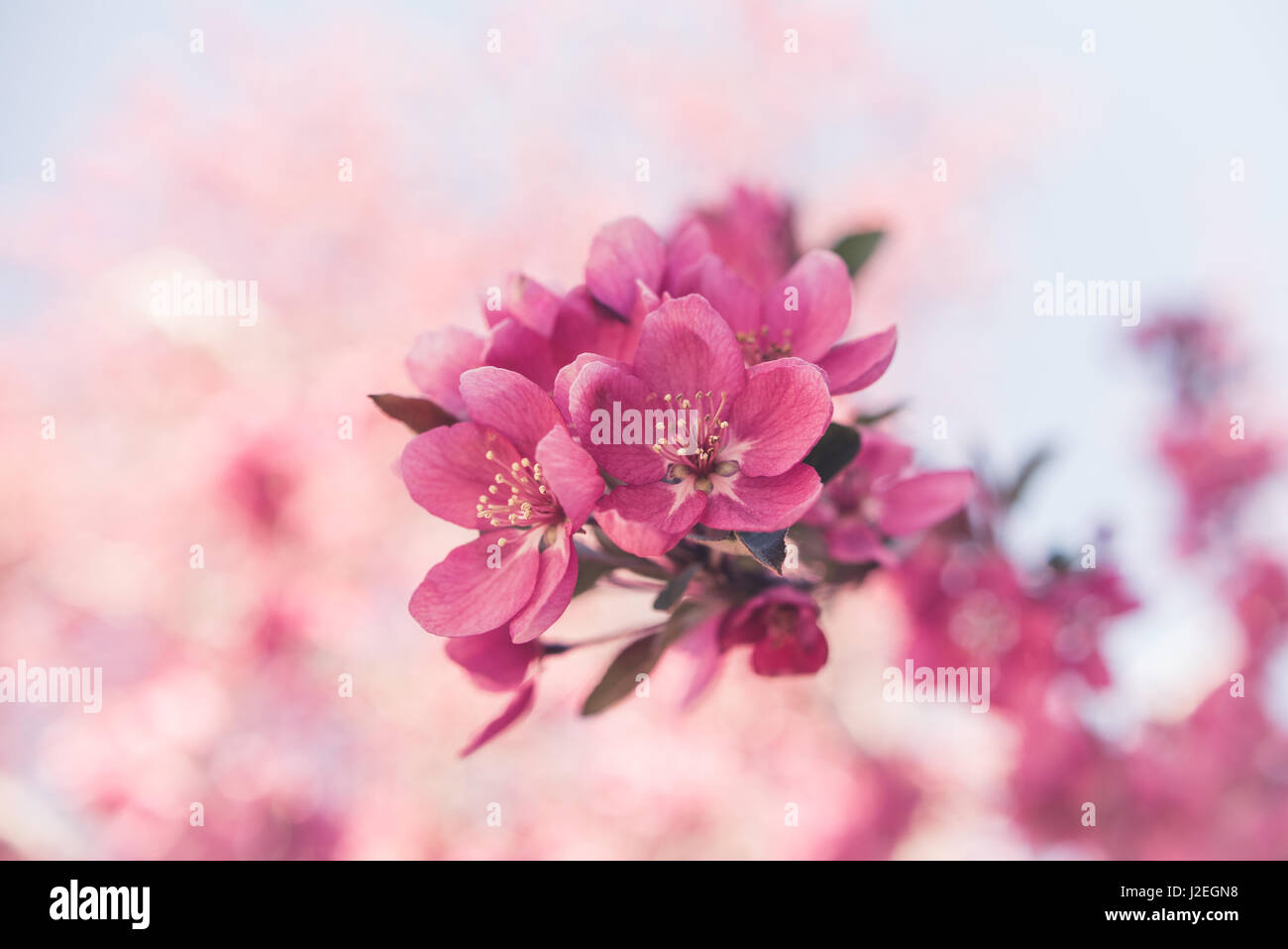 Colorful spring flowers in bloom Stock Photo - Alamy