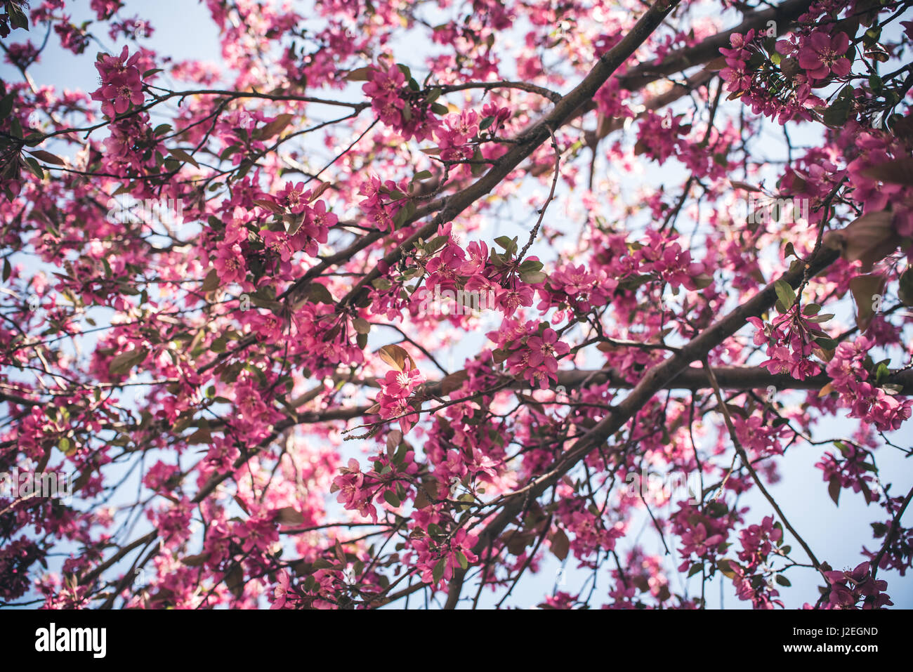 Colorful spring flowers in bloom Stock Photo - Alamy