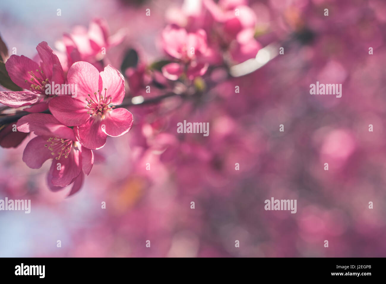 Colorful spring flowers in bloom Stock Photo - Alamy