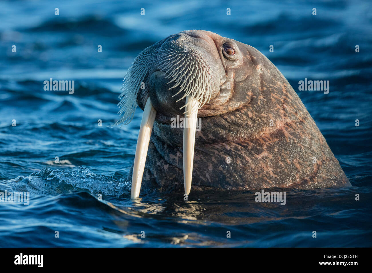 Norway, Svalbard. Walrus surfaces in water. Credit as: Josh Anon / Jaynes Gallery / DanitaDelimont.com Stock Photo