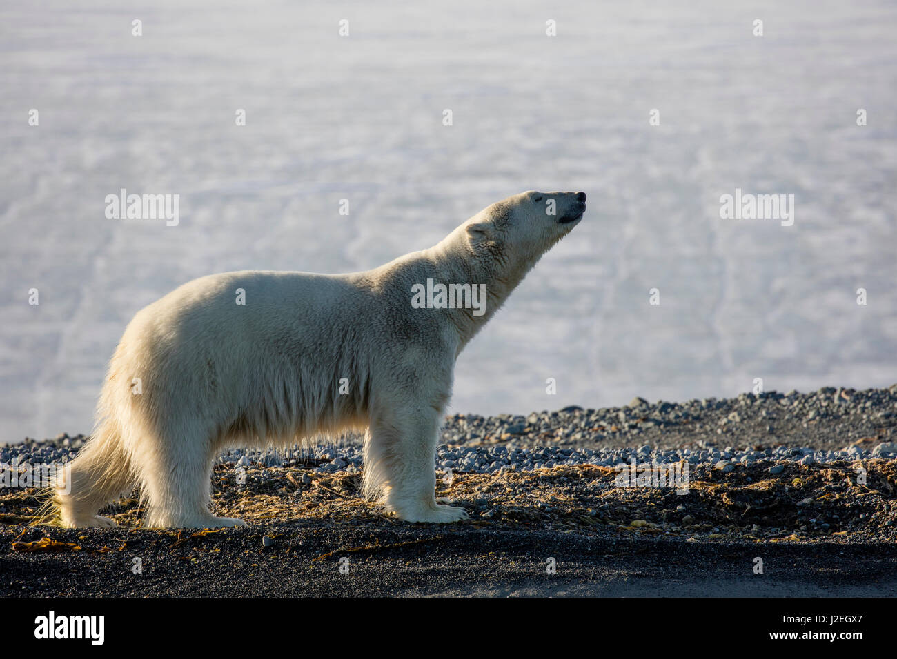 Norway, Svalbard, Storoya. Very lean polar bear walks along ridgeline. Credit as: Josh Anon / Jaynes Gallery / DanitaDelimont.com Stock Photo