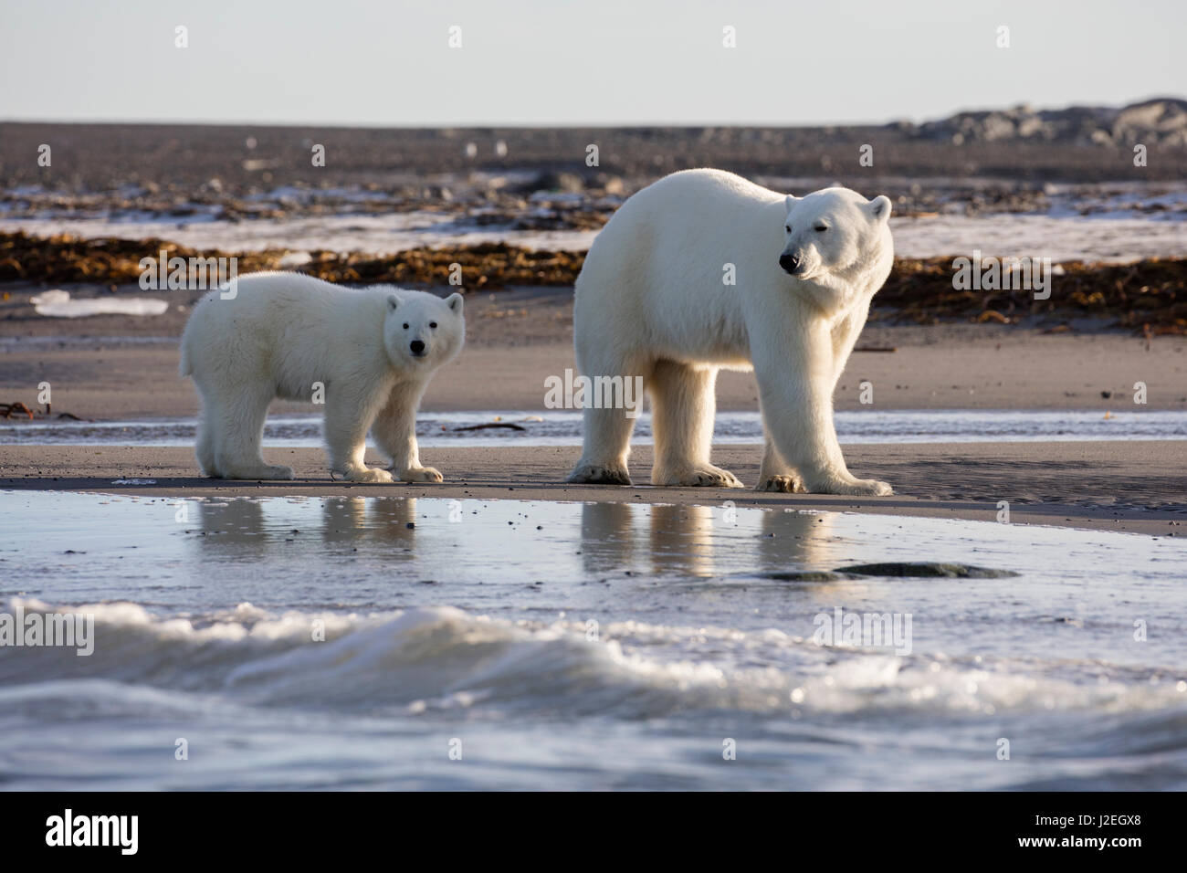 Norway, Svalbard, Storoya. Polar bear mother and cub walk on beach. Credit as: Josh Anon / Jaynes Gallery / DanitaDelimont.com Stock Photo