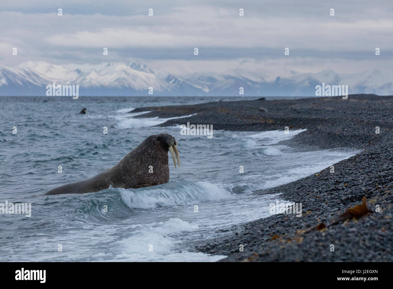 Norway, Svalbard, Moffen. Walrus emerges from water on beach. Credit as: Josh Anon / Jaynes Gallery / DanitaDelimont.com Stock Photo
