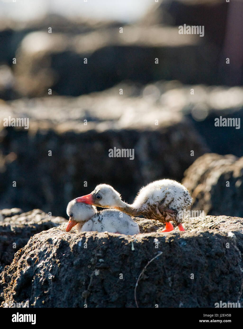Two chicks Caribbean flamingo in a nest. Cuba. Reserve Rio Maximа. Stock Photo
