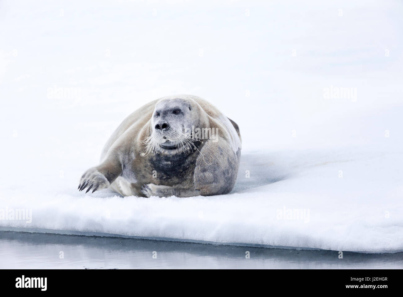 Norway, Svalbard, pack ice, Bearded Seal (Erignathus barbatus) on ice. Stock Photo