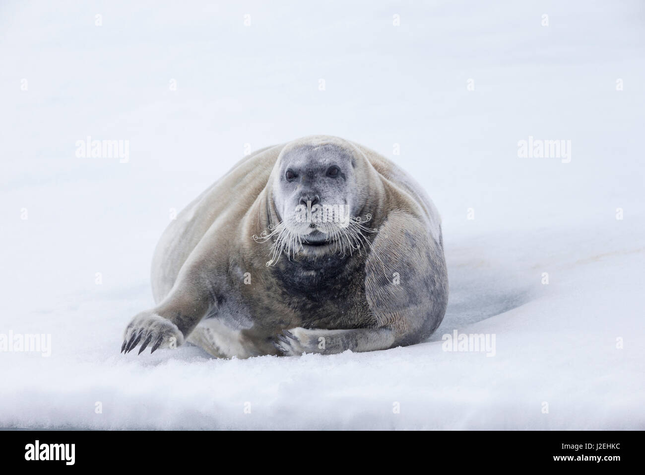 Arctic, Norway, Svalbard, Spitsbergen, pack ice, bearded seal (Erignathus barbatus) Bearded seal on ice. Stock Photo