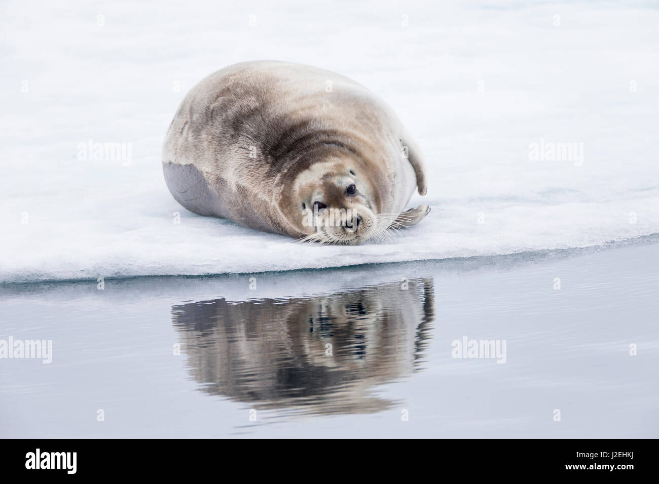 Arctic, Norway, Svalbard, Spitsbergen, pack ice, bearded seal (Erignathus barbatus) Bearded seal on ice. Stock Photo