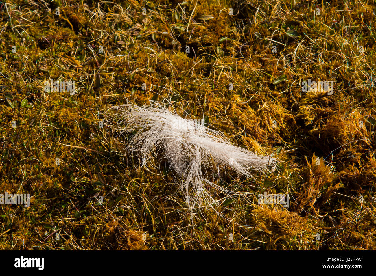 Norway. Svalbard. Edgeoya. Doleritnesset. Reindeer fur resting on the delicate arctic flora. Stock Photo