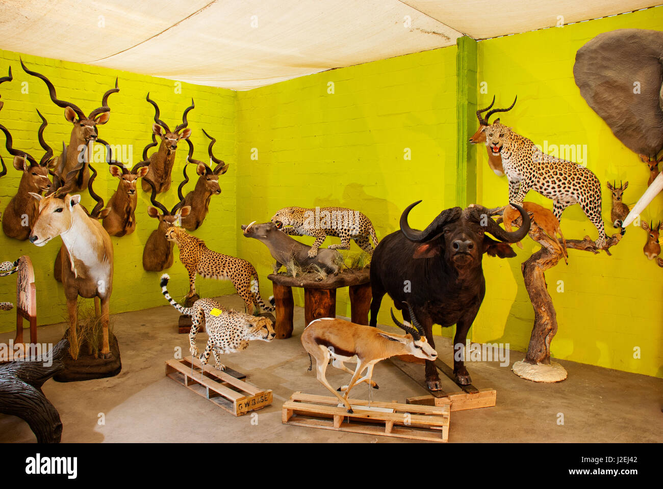 Taxidermy exposition room at Trophaendienste Taxidermy, Namibia Stock Photo