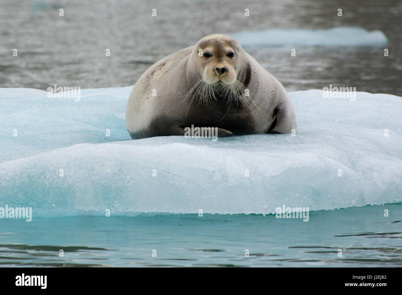 Norway. Svalbard. Krossfjord. 14th Of July Glacier. Bearded Seal ...