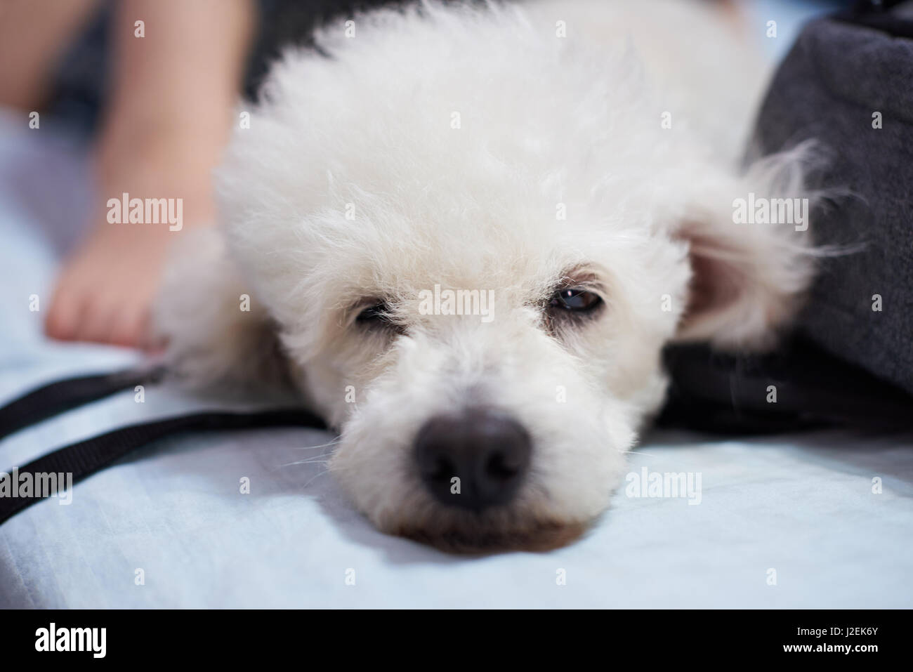 Closeup of lazy white poodle dog lay on blue bed with woman Stock
