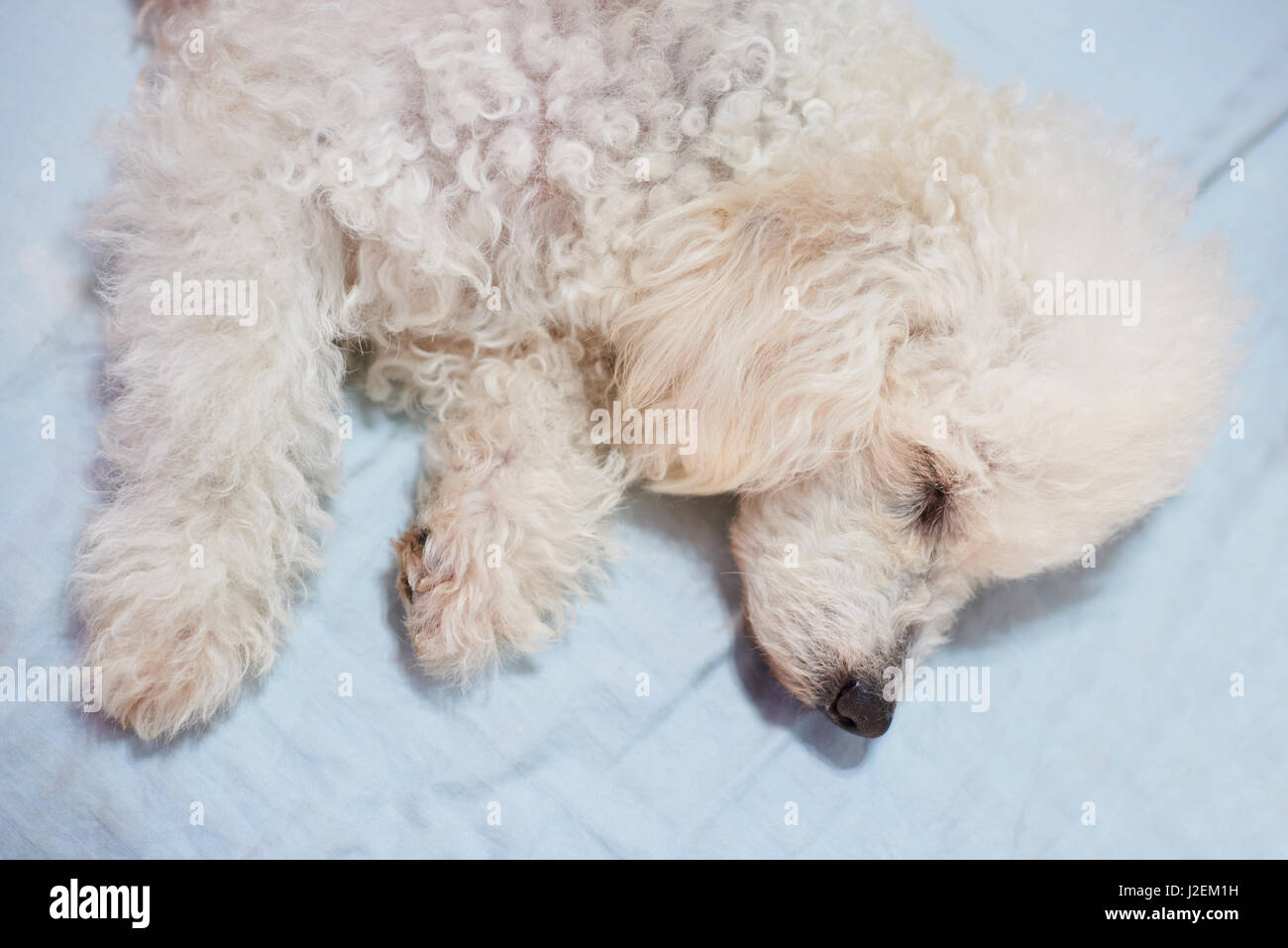 White sleeping poodle dog above view. Dog sleep on blue bed Stock