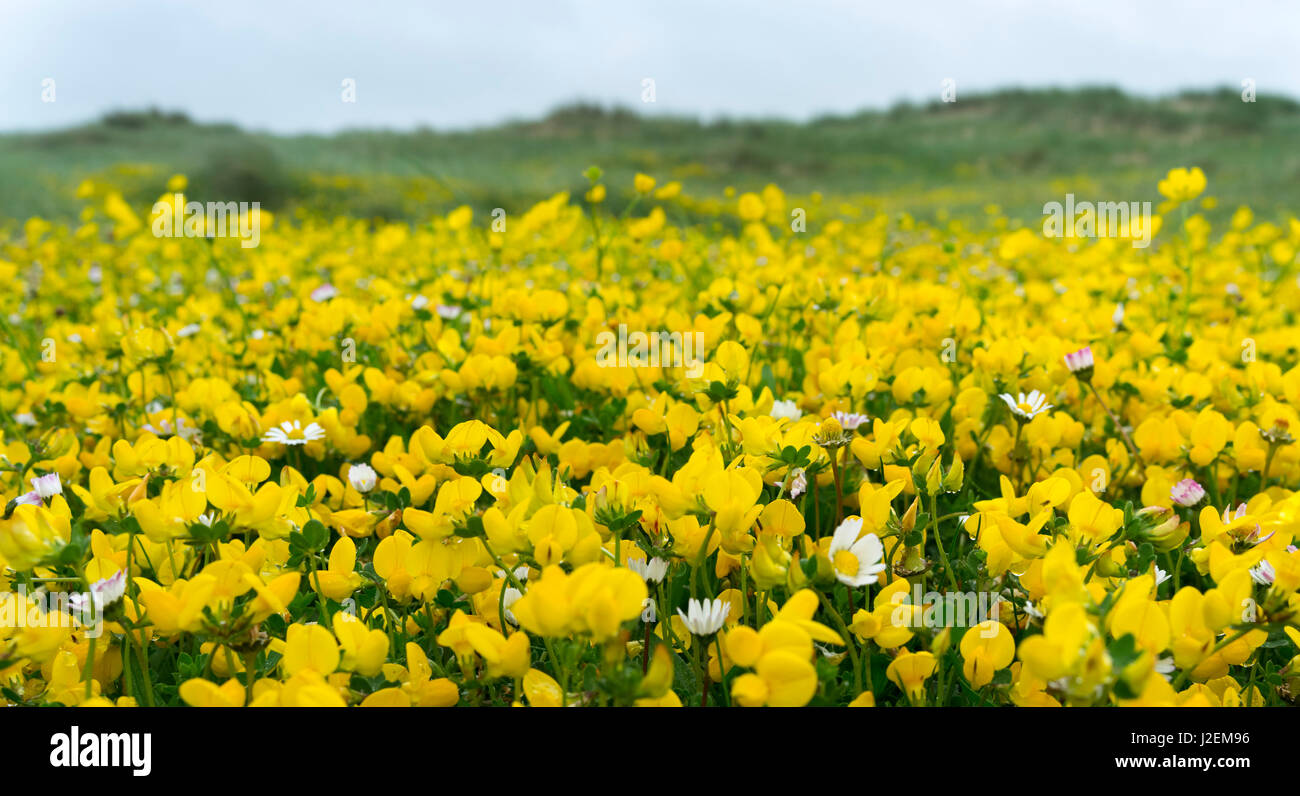 Isle of Lewis, Machair with Birds Foot Trefoil (Lotus corniculatus), Scotland in June (Large format sizes available) Stock Photo