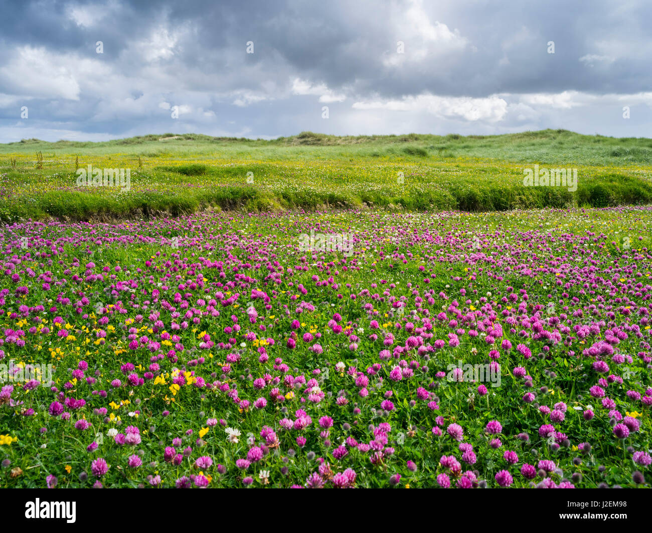 Isle of Lewis, Machair with Red Clover (Trifolium pratense). Scotland in July (Large format sizes available) Stock Photo