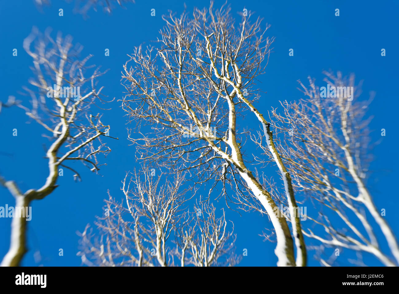 Snow covered trees near Chipping Sodbury, South Gloucestershire, England, UK Stock Photo