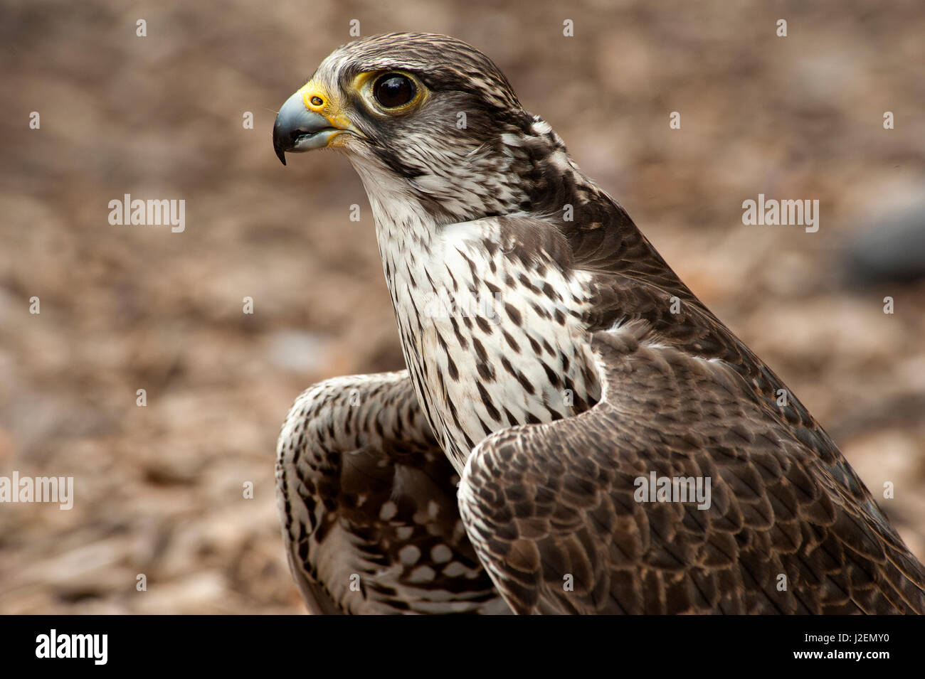 Falcon Portrait Hi res Stock Photography And Images Alamy falcon-portrait-hi-res-stock-photography-and-images-alamy