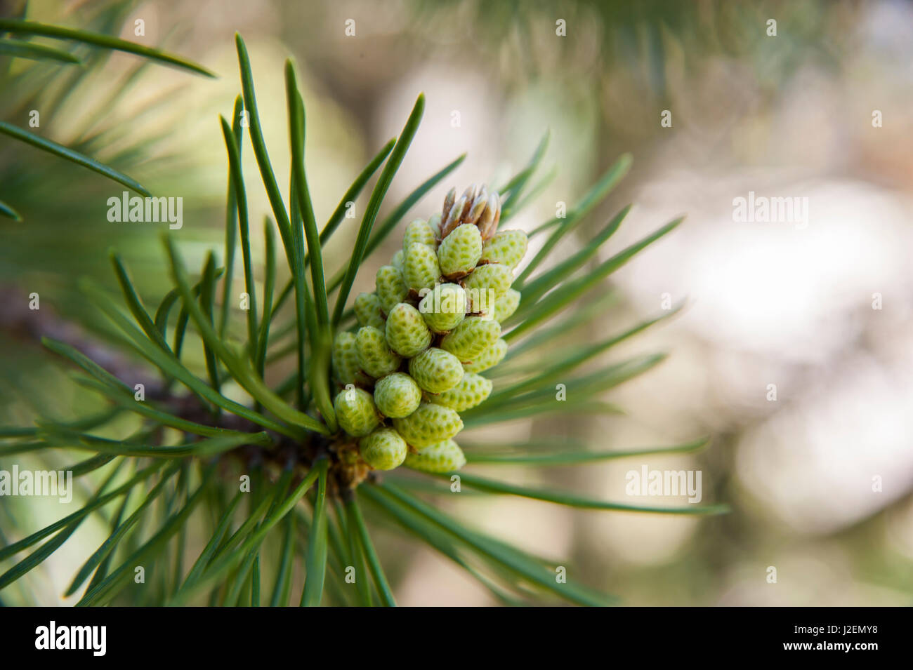 Baby pine cone buds Stock Photo - Alamy