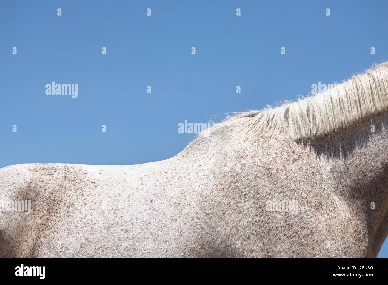 White Horse on Blue Background Stock Photo