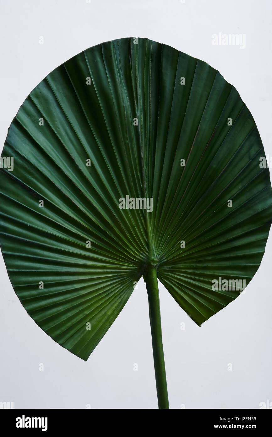 Green Fan Leaf on White Background Stock Photo