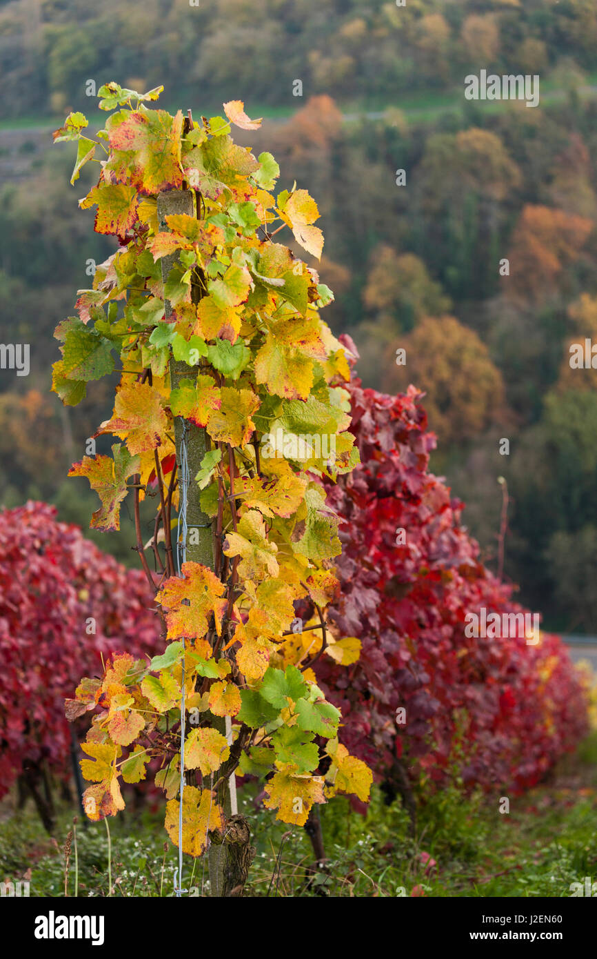 Germany, Rheinland-Pfalz, Oberwesel, vineyard, autumn Stock Photo