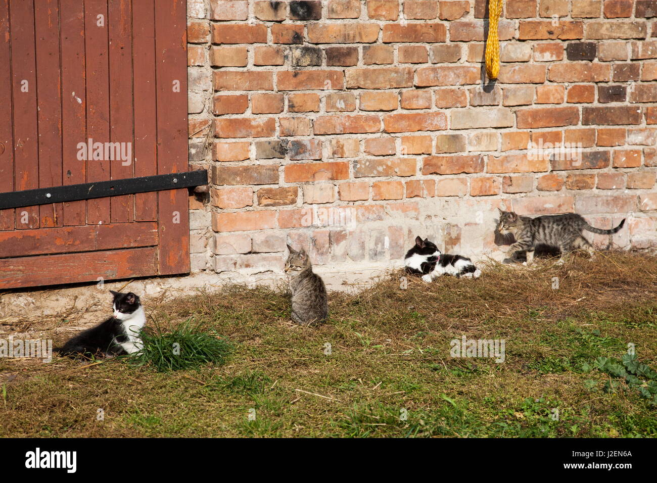 Four farm kitten cats hang out in the sun Stock Photo