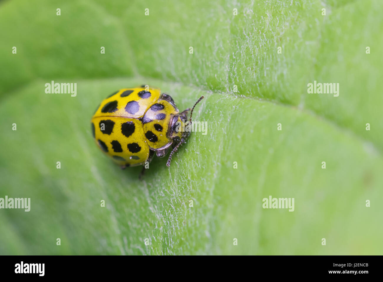 Twenty two Spot Ladybird (Psyllobora 22-punctata) Stock Photo