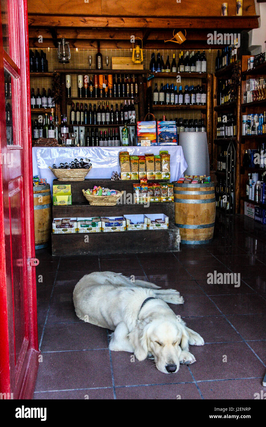 Oia, Santorini, Greece. Sleeping dog lies on tile floor in a shop with a red door Stock Photo