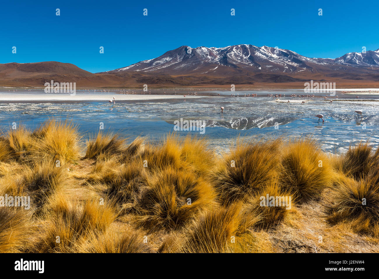 Andes grass and a high altitude lake with andes and Chilean flamingos in the Andes mountain range of Bolivia in the region of the Uyuni salt flat. Stock Photo