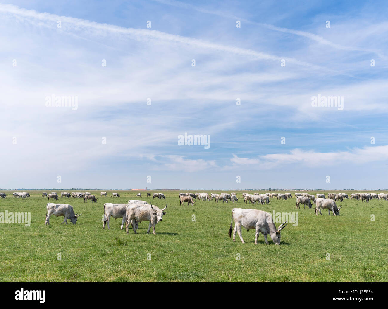 Hungarian Grey Cattle (bos primigenus hungaricus), old and hardy rare cattle breed grazing in the Puszta of the Hortobagy. UNESCO world heritage. Hungary (Large format sizes available) Stock Photo