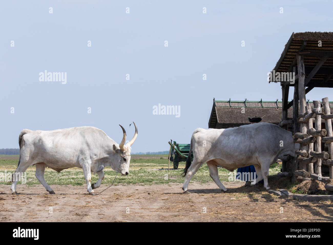 Hungarian Grey Cattle (bos primigenus hungaricus), old and hardy rare cattle breed, Hungary Stock Photo