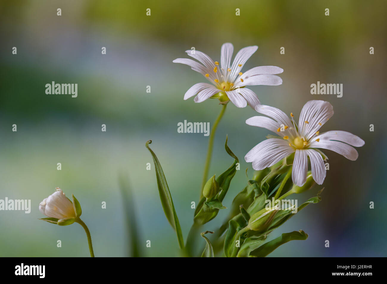 Spring stitchwort hi-res stock photography and images - Alamy