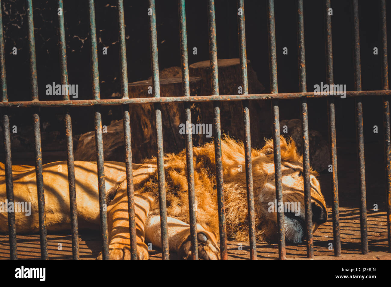 2017 African Lion High Resolution Stock Photography and Images - Alamy