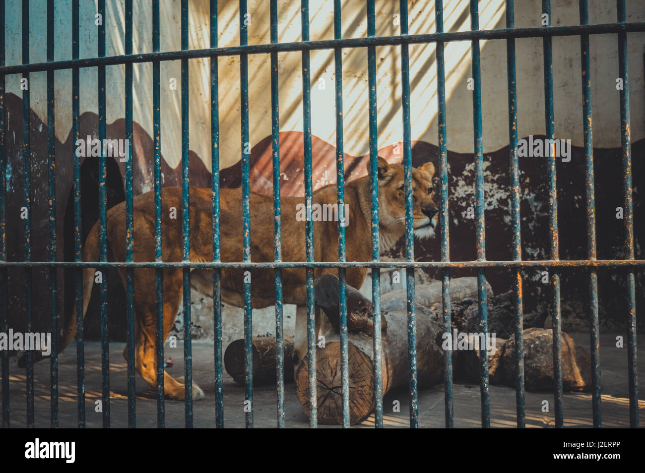 2017 African Lion High Resolution Stock Photography and Images - Alamy