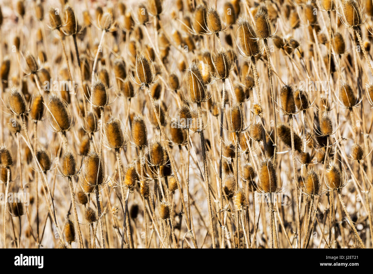 Cattails along the South Arkansas River; Vandaveer Ranch; Salida; Colorado; USA Stock Photo