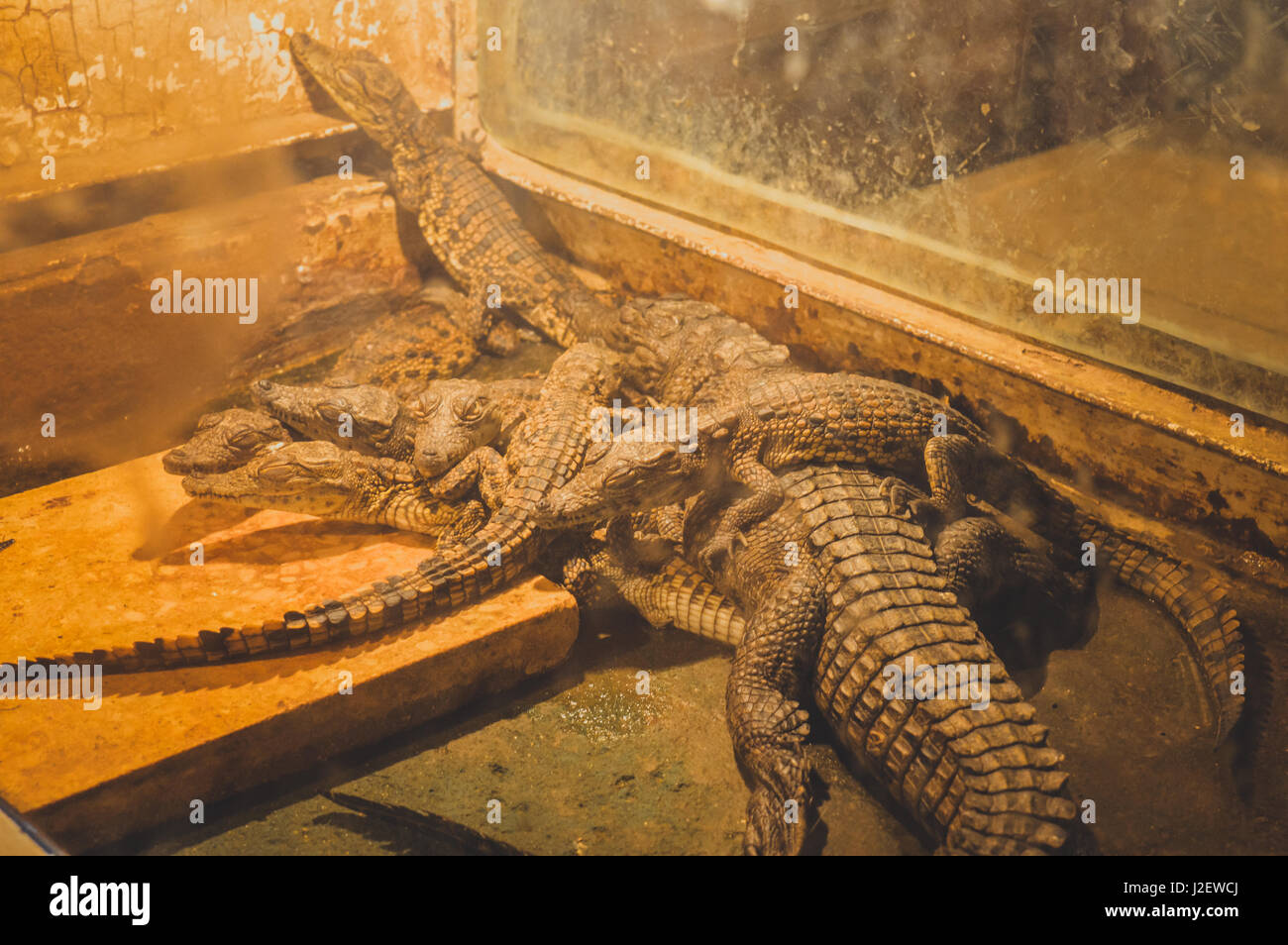 group of lizard Stock Photo - Alamy